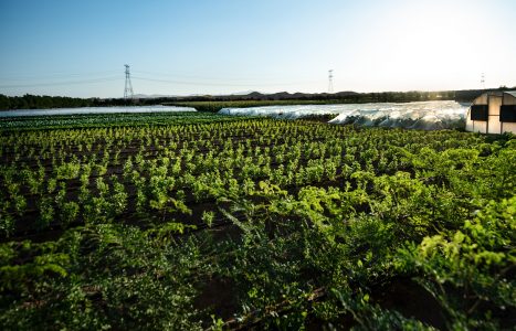 زراعة عضوية في الامارات