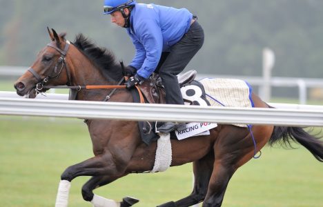 دبي تنظم أول مزاد للخيول مارس القادم