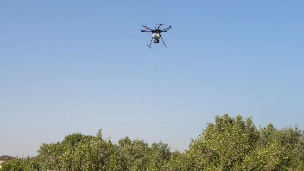 نثر بذور القرم بطائرات بدون طيار