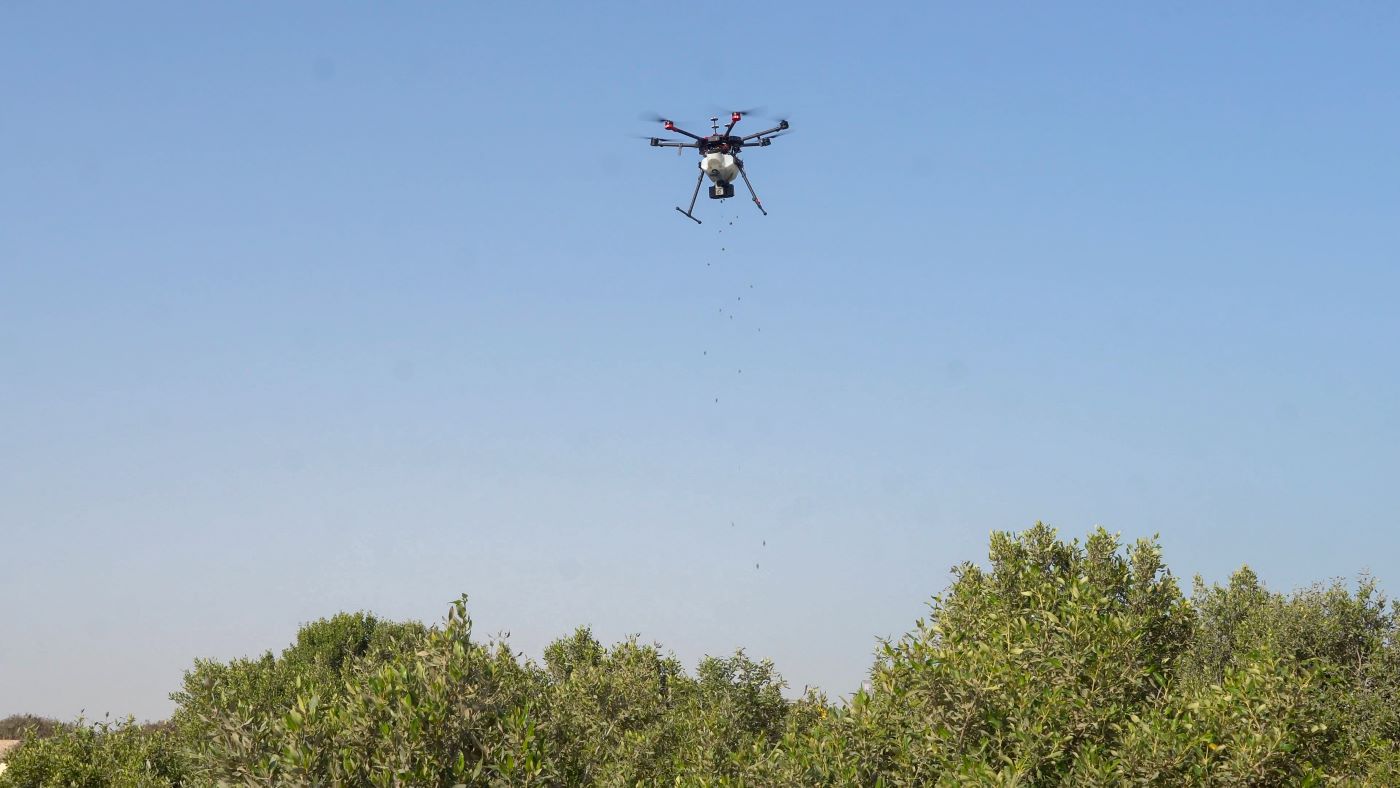 نثر بذور القرم بطائرات بدون طيار