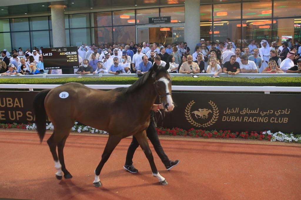 مزاد بريز اب للخيل